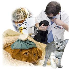 Tratamiento de datos personales en clínicas veterinarias